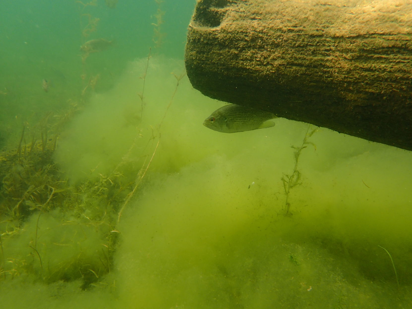 Lake George algae